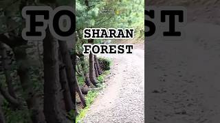 Sharan Forest Dangerous but beautiful views.  #travel #kashmirtravel #ytshorts #viralvideo #nature