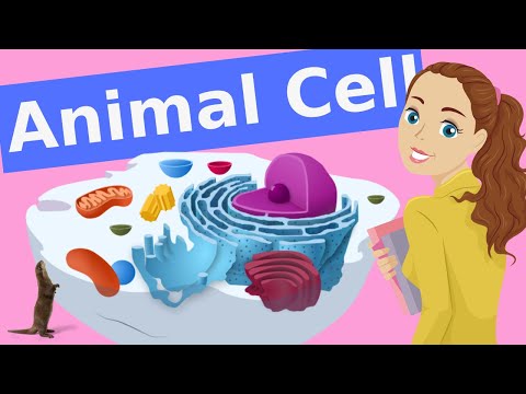 10 Key Structures and Functions of the Animal Cell