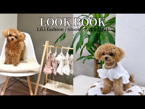 【LOOK BOOK】愛犬でルックブックしてみた👗 | 夏の思い出👒 | 愛犬とプール👙 | ドッグラン🐾 | チワプー🧸| vlog🎥