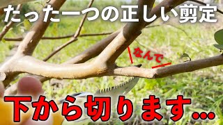 【たった一つの正しい剪定】三段階法！ノコギリは下から切ります！