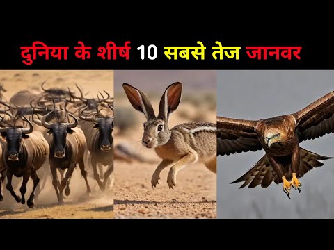 दुनिया के शीर्ष 10 सबसे तेज जानवर | Top 10 fastest animals in the world