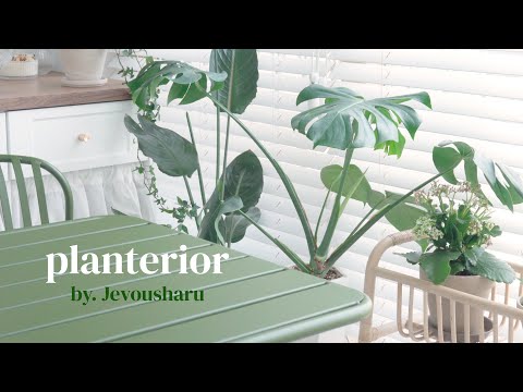 7 easy plants to grow even for beginners🌿 My Balcony Garden