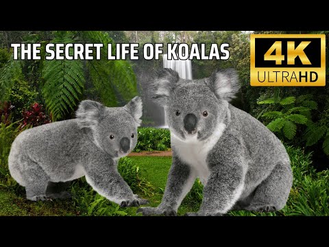 The Secret Life of Koalas: Myths, Facts, and Adorable Truths!