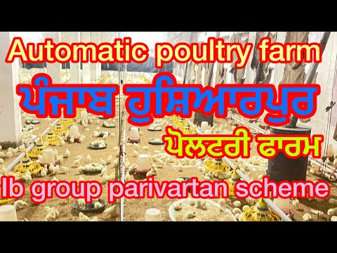 Automatic poultry farm day 4||poultry day 3||ਪੋਲਟਰੀ ਦਾ ਚੌਥਾ ਦਿਨ#karanpoultryfarm#broilerchicken