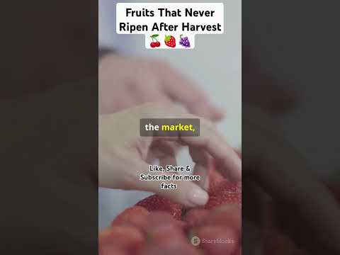 Fruits That Never Ripen After Harvest 🍒🍓🍇 #facts #superfood #ytshorts #superfoodsecrets