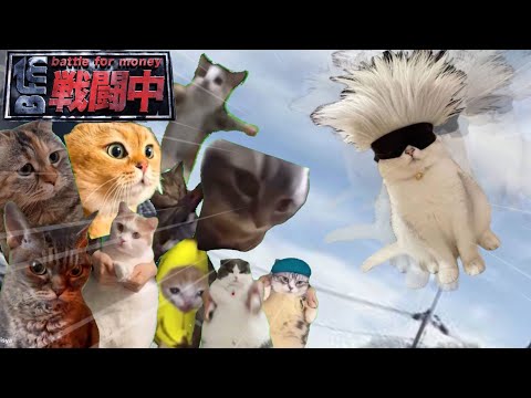 戦闘中をすることになった猫たちの日常Part7【猫ミーム】【猫マニ】