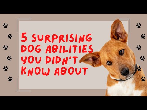 5 Surprising Dog Abilities You Didn't Know About