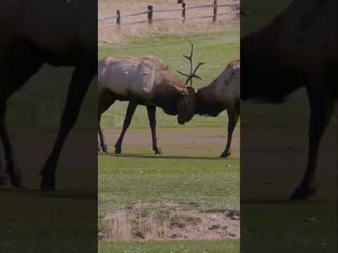 Footage Of Angry Wild Elks Fight To Death/Animal Attack Videos/Animal Fight To Death/BBC Earth Video