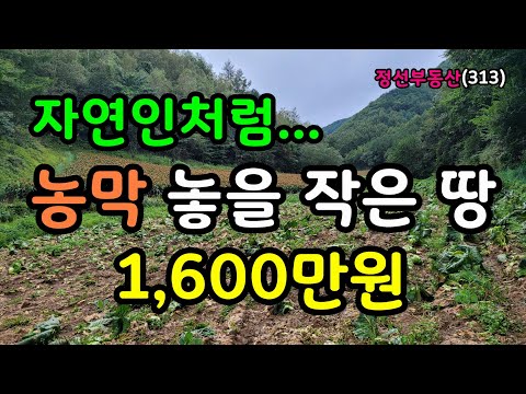 자연인처럼... 농막 놓을 작은 땅 1,600만원    / 정선토지박사