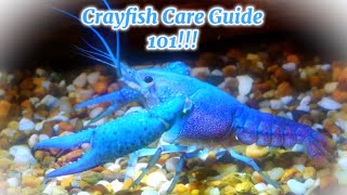 The ULTIMATE Crayfish Care Guide!!!