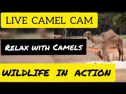 DICOVER GERMANY ZOO's ||CHILL WITH CAMELS #animals #zoo #wildlife #animalsvideos #animalshorts #Zoo