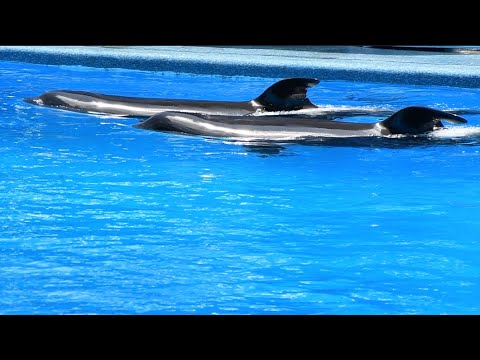 Cancelled Orca Encounter - SeaWorld Orlando - June 1, 2023