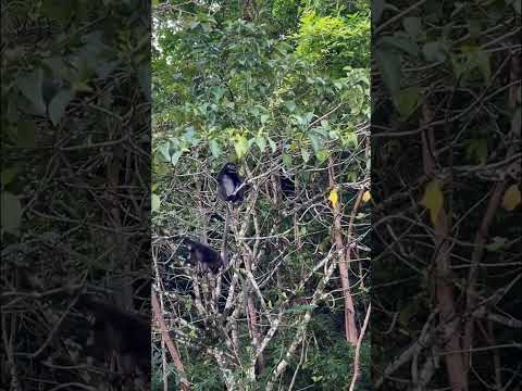 Spotted 2 cute dusky leaf monkeys during my morning walk #batuferringhi #penang #monkey  #wildlife