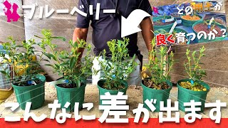 【用土比較】今までのブルーベリーの常識がひっくり返る(かもしれません)