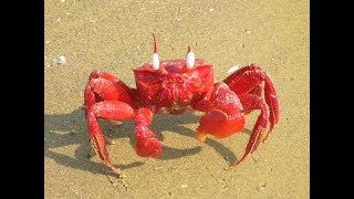 Red Crab Beach || Talsari