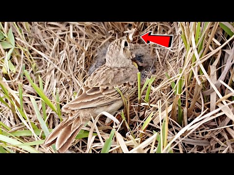 Pipit bird forcely putting small grasshopper in babies mouth @BirdPlusNest