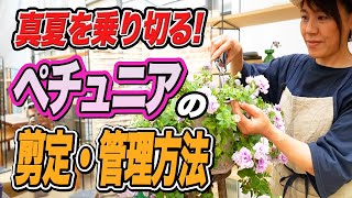 【失敗しない】夏のペチュニア、プロの切り戻し・管理方法！【園芸チャンネル】