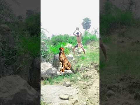 Open tiger 🐅🐯#viral #video #viral  #youtubeshorts