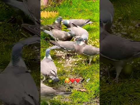 Alhumdulillah for Food 🍱 🕊️🕊️🦅🥰 #shortsvideo #birds #pigeon #wildlife