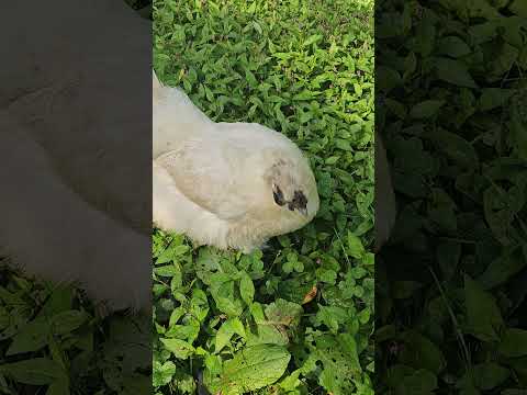 dirty little silkie