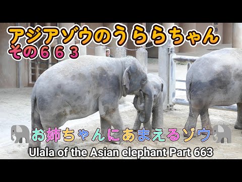 アジアゾウのうららちゃん（６６３）🐘お姉ちゃんにあまえるゾウ🐘（東山動植物園）Ulala of the Asian elephant Part 663