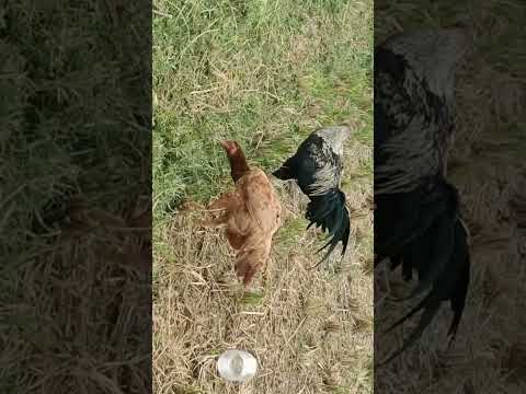 Aseel Rooster with Hen #Viral #Shorts