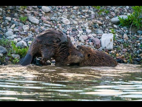 Beaver Battle in Grand Teton National Park!