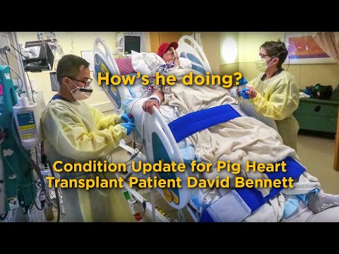 University of Maryland Doctors Update the Condition of Pig Heart Transplant Patient David Bennett