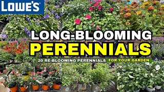 🌺🌼🌸 ENDLESS BLOOMS! Discover 20 Long-Blooming Perennials to Keep Your Garden VIBRANT! 💚💛💜