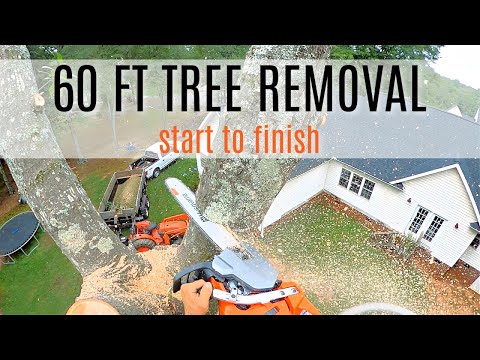 Go To A Tree Job With Me | POV Cutting A 60 Ft Tree Start To Finish