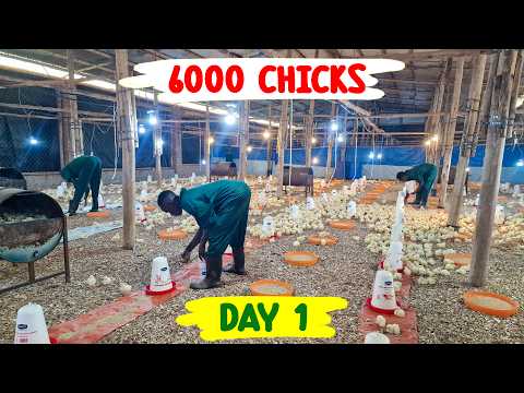 Caring For 6000 Broiler Breeder Chickens: My Expert Tips And Tricks