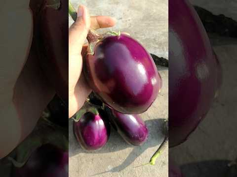 Harvesting of Big Brinjals #gardening #ideas