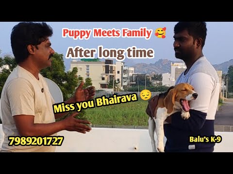 Beagle Puppy reunion with family after long time @BalusK9Dogtraining #support #dog