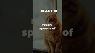 Cat can run faster than 🚕🐎😺🐈 #fastcat #catrunnig #catfact #housecat #speedcat