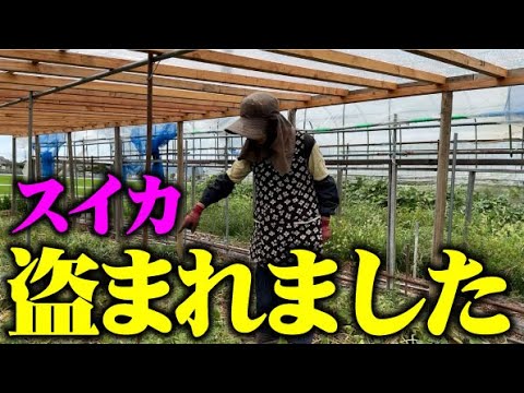 【盗んだスイカはおいしかったですか】無事退院しました。ありがとうございました【台風前なので草引き？】