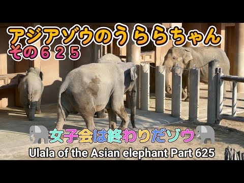 アジアゾウのうららちゃん（６２５）🐘女子会は終わりだゾウ🐘（東山動植物園）Ulala of the Asian elephant Part 625