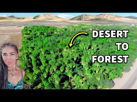 How This Woman Transformed Desert Into Lush Forest [PART ONE]