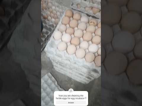 how to clean the fertile eggs for egg incubator automatic #eggincubatorhatching