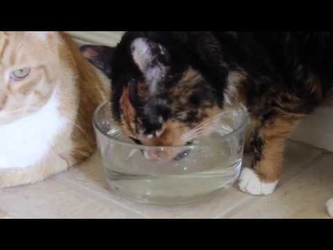 Cats drinking water slow motion Gopro Hero 5 and Canon Rebel T5