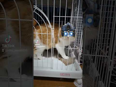 かっこいい猫！