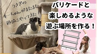 【うさぎのもーちゃんが遊びにきたッ！！！】快適で楽しい空間作るッ！！【人間】