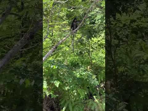 Walking home close to nature local dusky leaf monkey at #batuferringhi in #penang #malaysia #monkey