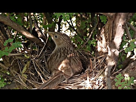 Mommy bird scared of something around nest @BirdPlusNest