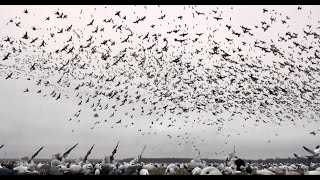 Non-Stop MONSTER Snow Goose Rainouts: FEED THE CYCLONE