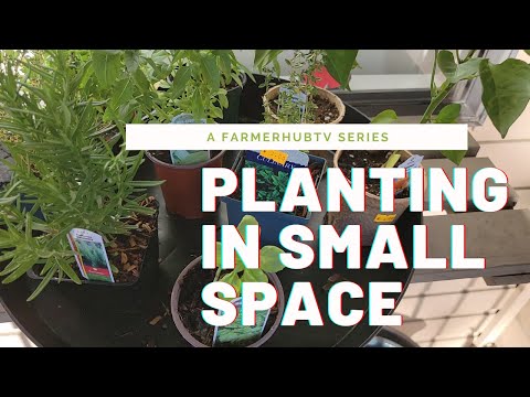 Planting in Small Space Episode 3