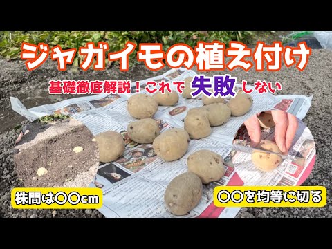 【野菜】これで豊作！タネイモの準備〜植え付けを徹底解説