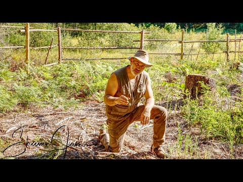 Forest Garden Tour, Off Grid Permaculture Food Forest in Canada, 2nd Year