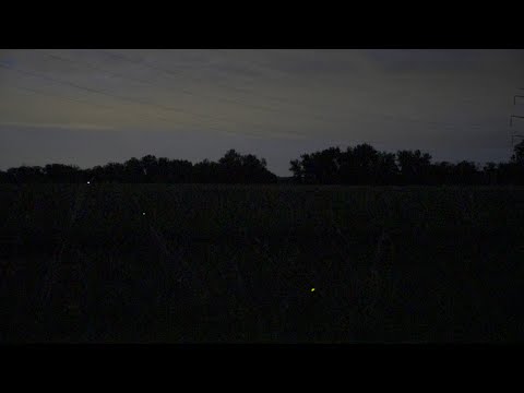 Fireflies twinkle in Colorado