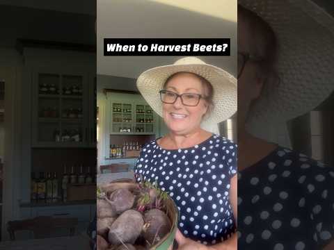 When to Harvest Beets?