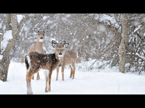 Beautiful Relaxing Hymns, Peaceful  Soothing  Music, "Winter Song Morning Sunrise" by Tim Janis